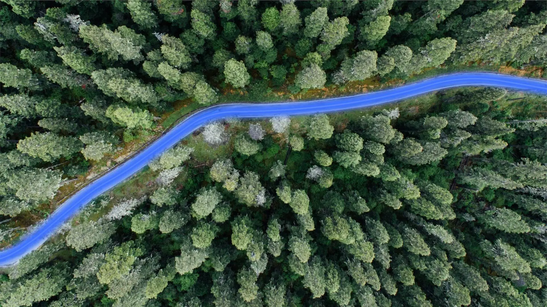 A road through a forest