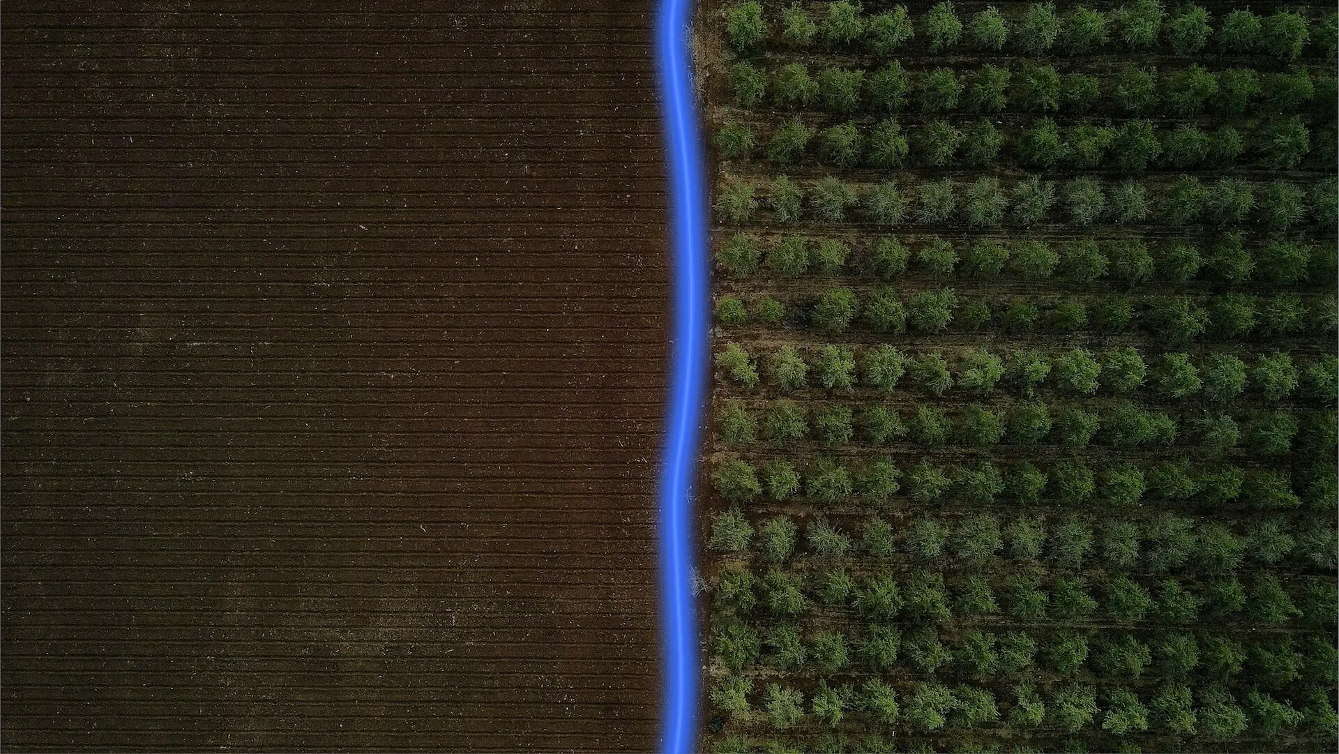 A forest and field with a road